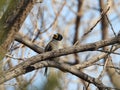 Yellow-billed Grosbeak perched on tree Royalty Free Stock Photo