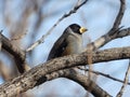 Yellow-billed Grosbeak perched on tree Royalty Free Stock Photo