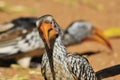 Yellow Billed Horn-bill - Wild Bird Background - Exotic Beaks