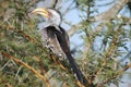 Yellow billed hornbill