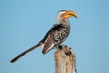 Yellow-billed hornbill