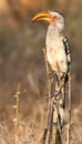 Yellow billed hornbill Royalty Free Stock Photo