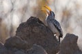 Yellow billed hornbill hunting for food on anthill