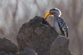 Yellow billed hornbill hunting for food on anthill