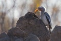 Yellow billed hornbill hunting for food on anthill