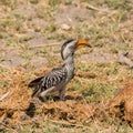 Yellow-billed Hornbill