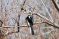 Yellow billed hornbill in a tree Royalty Free Stock Photo