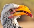 Yellow-billed hornbill