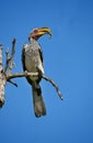 Yellow Billed Hornbill, tockus flavirostris, Adult standing on Branch, Caterpillar in its Beak, Kenya