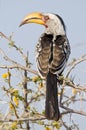 Yellow billed hornbill Tockus flavirostris, Etosha National Pa