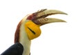 Yellow Billed Hornbills Royalty Free Stock Photo