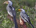 Yellow Billed Hornbills - Nwanetsi Kruger National Park