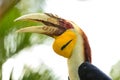 Yellow Billed Hornbills