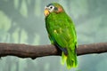 Yellow-billed Jamaican amazon, Amazona collaria, green parrot sitting on the branch in the nature habitat, Jamaica. Bird in the