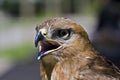 Yellow-billed Kite