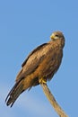 Yellow-billed kite