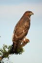 Yellow billed kite bird