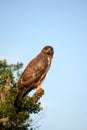 Yellow billed kite bird