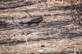 Yellow-billed kite eating a snake.