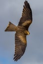 Yellow billed kite in flight