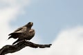 Yellow-billed kite (Milvus aegyptius)