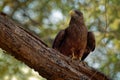 Yellow-billed Kite - Milvus aegyptius is the Afrotropic counterpart of the black kite Milvus migrans, of which it is most often