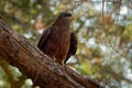 Yellow-billed Kite - Milvus aegyptius is the Afrotropic counterpart of the black kite Milvus migrans, of which it is most often