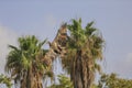 Yellow-billed kite (Milvus aegyptius) in flight