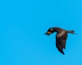 A Yellow Billed Kite Milvus aegyptius flying