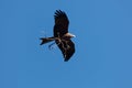 Yellow billed kite Milvus aegyptius