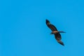A Yellow Billed Kite Milvus aegyptius hunting