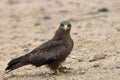 Yellow-billed Kite (Milvus aegyptius)