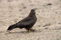 Yellow-billed kite (Milvus aegyptius)