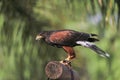 Yellow-billed kite (Milvus aegyptius) sits on the ground