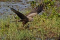 Yellow-Billed Kite, milvus aegyptius, Taking off from Swamp, in Flight, Moremi Reserve, Okavango Delta in Botswana