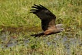 Yellow-Billed Kite, milvus aegyptius, Taking off from Swamp, in Flight, Moremi Reserve, Okavango Delta in Botswana