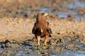 Yellow-billed kite