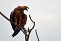 Yellow-billed kite (Milvus parasitus)