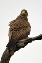 Yellow-billed kite (Milvus parasitus)