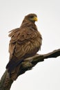 Yellow-billed kite (Milvus parasitus)