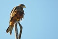 Yellow-billed kite (Milvus parasitus)