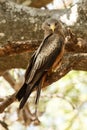 Yellow Billed Kite - Okavango Delta - Moremi N.P.