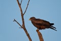 Yellow-billed Kite