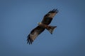 Yellow-billed kite soars through perfect blue sky