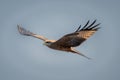 Yellow-billed kite soars under perfect blue sky Royalty Free Stock Photo