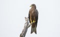 The yellow-billed kite (Milvus aegyptius)