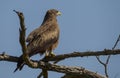 The yellow-billed kite (Milvus aegyptius)