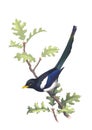 Yellow-billed Magpie (Pica nuttalli) on an oak branch