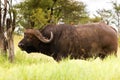 Yellow-billed oxpecker African bird perching on tick infested Cape Buffalo in Tanzania, Africa Royalty Free Stock Photo