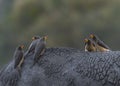 Yellow billed Oxpecker Royalty Free Stock Photo